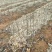 无患子，无患子小苗量大从优基地现挖现发，欢迎老板订购