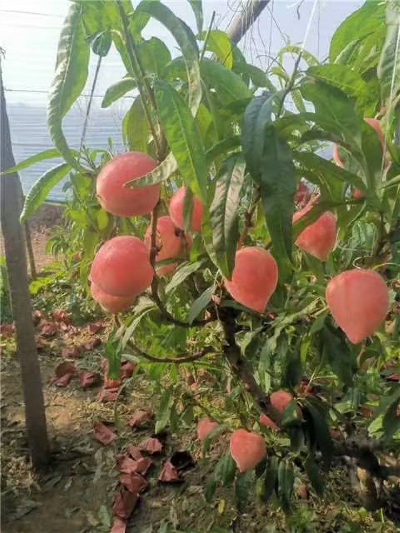 河北乐亭春雪桃大量上市个大酥脆口甜耐运输对接电商平台