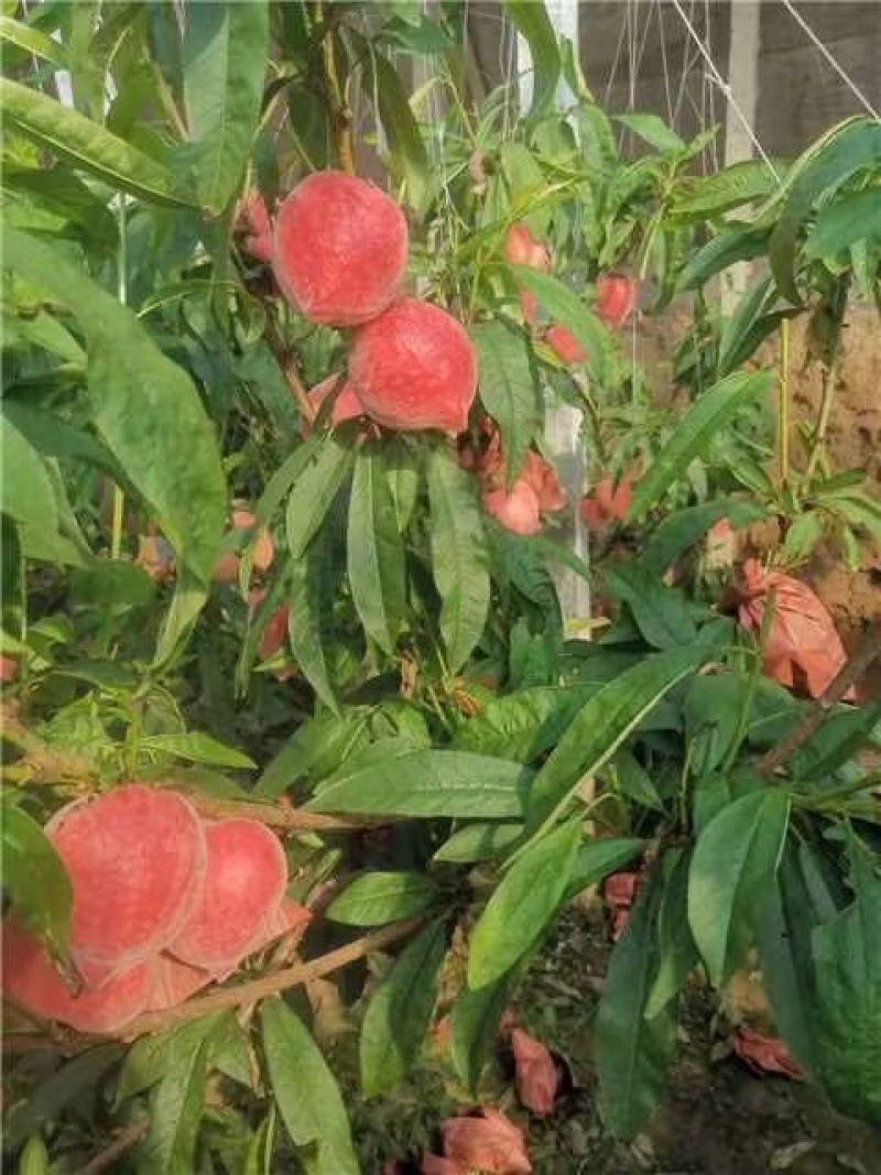 河北乐亭春雪桃大量上市个大酥脆口甜耐运输对接电商平台