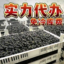 德昌桑葚产地实力代办提供冷库免费质量监理包装齐全