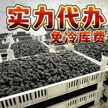 德昌桑葚产地实力代办提供冷库免费质量监理包装齐全