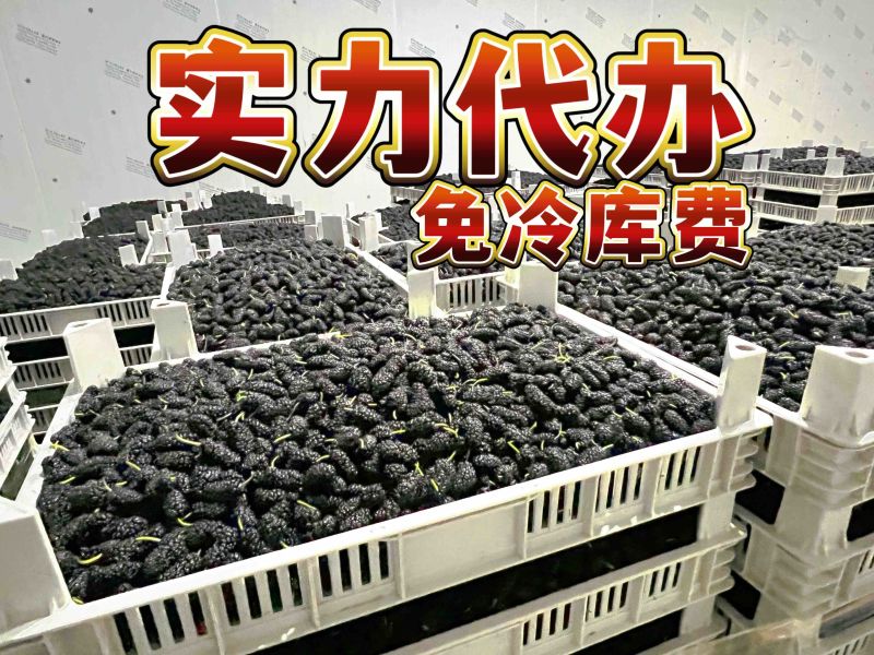 德昌桑葚产地实力代办提供冷库免费质量监理包装齐全