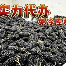 四川桑葚德昌桑葚专业代办提供专业冷库全包上车服务
