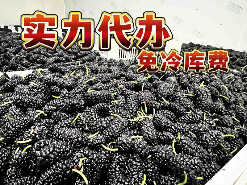 四川桑葚德昌桑葚专业代办提供专业冷库全包上车服务