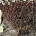 庭院植物结香苗结香花苗金腰带打结花梦冬花喜花树苗大型丛生