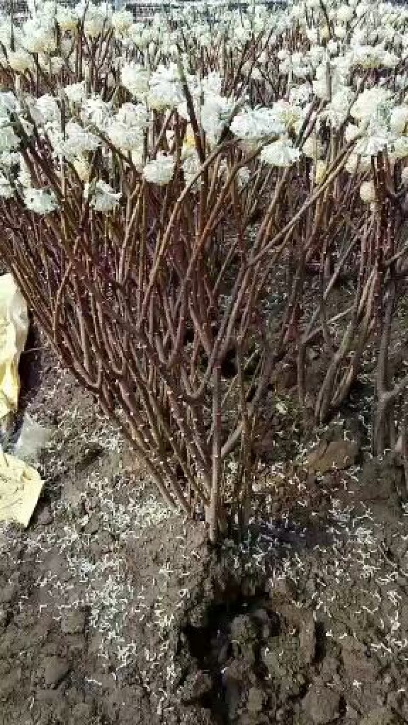 庭院植物结香苗结香花苗金腰带打结花梦冬花喜花树苗大型丛生