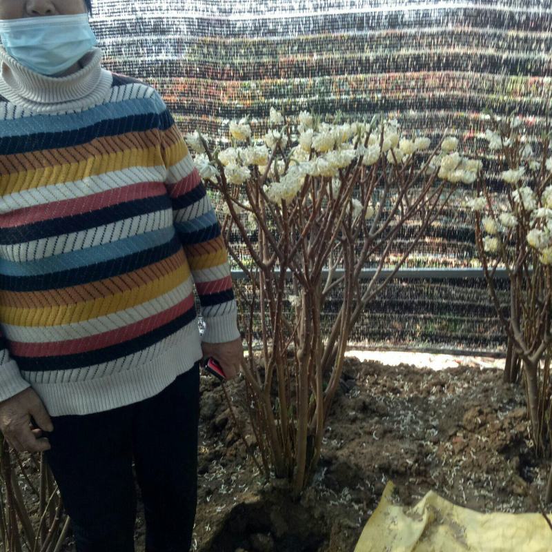 庭院植物结香苗结香花苗金腰带打结花梦冬花喜花树苗大型丛生