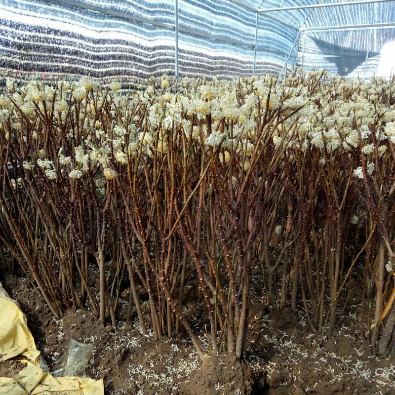 庭院植物结香苗结香花苗金腰带打结花梦冬花喜花树苗大型丛生