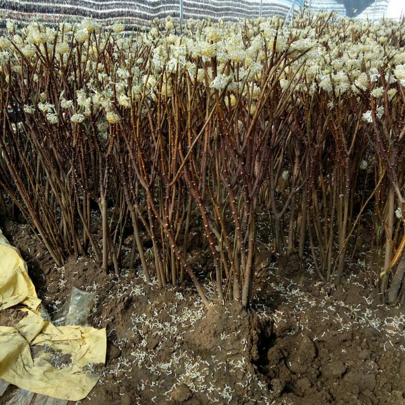 庭院植物结香苗结香花苗金腰带打结花梦冬花喜花树苗大型丛生