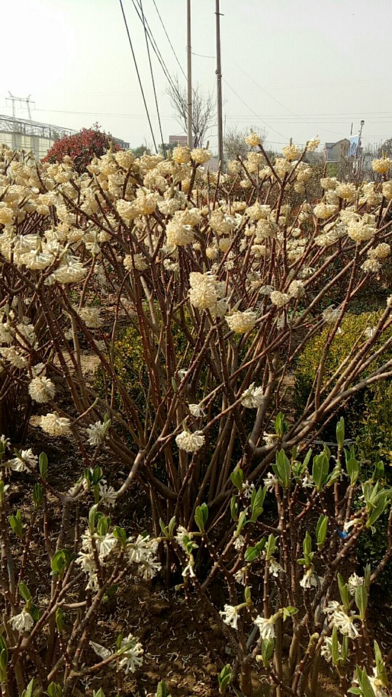 庭院植物结香苗结香花苗金腰带打结花梦冬花喜花树苗大型丛生
