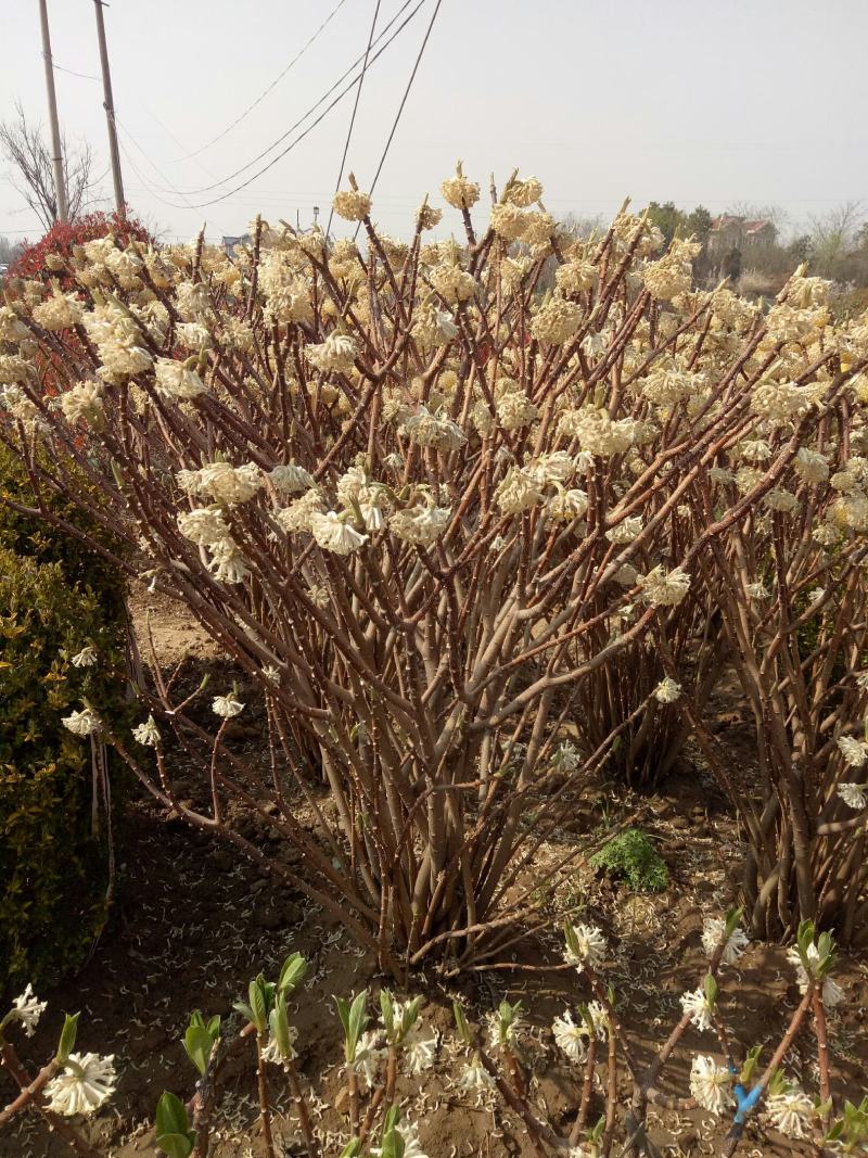 庭院植物结香苗结香花苗金腰带打结花梦冬花喜花树苗大型丛生