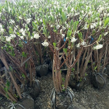 庭院植物结香苗结香花苗金腰带打结花梦冬花喜花树苗大型丛生