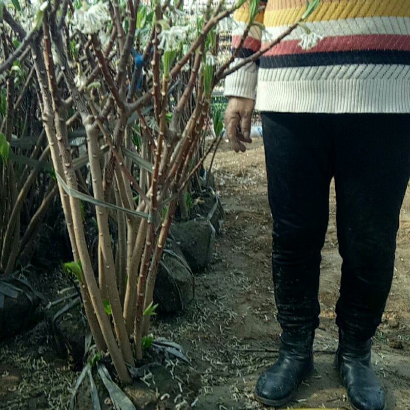 庭院植物结香苗结香花苗金腰带打结花梦冬花喜花树苗大型丛生