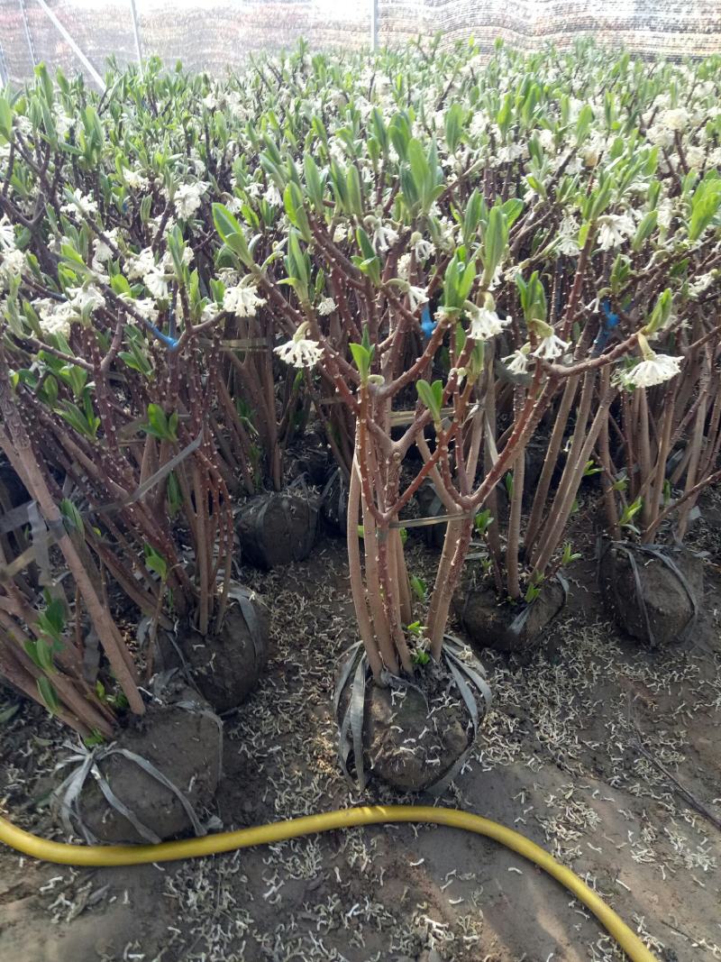 庭院植物结香苗结香花苗金腰带打结花梦冬花喜花树苗大型丛生