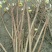 庭院植物结香苗结香花苗金腰带打结花梦冬花喜花树苗大型丛生