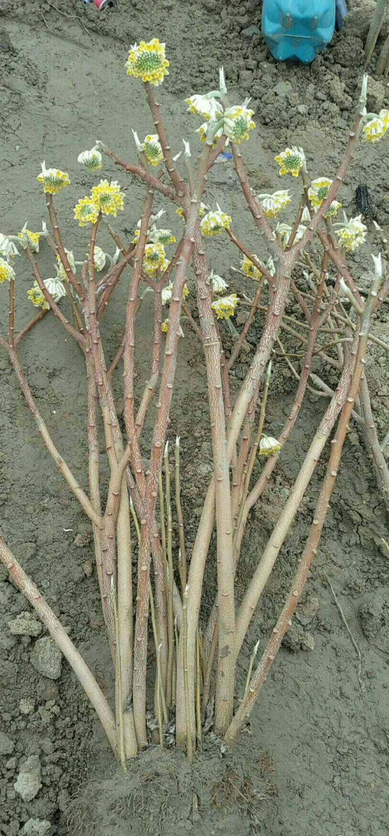 庭院植物结香苗结香花苗金腰带打结花梦冬花喜花树苗大型丛生