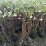 庭院植物结香苗结香花苗金腰带打结花梦冬花喜花树苗大型丛生