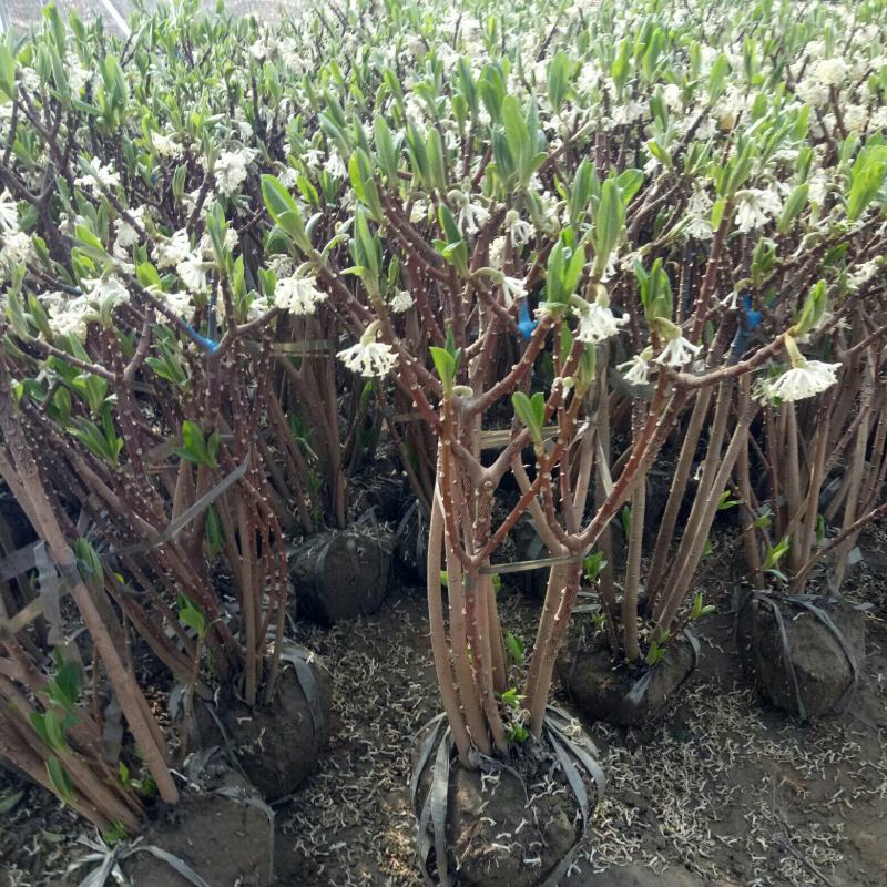 庭院植物结香苗结香花苗金腰带打结花梦冬花喜花树苗大型丛生