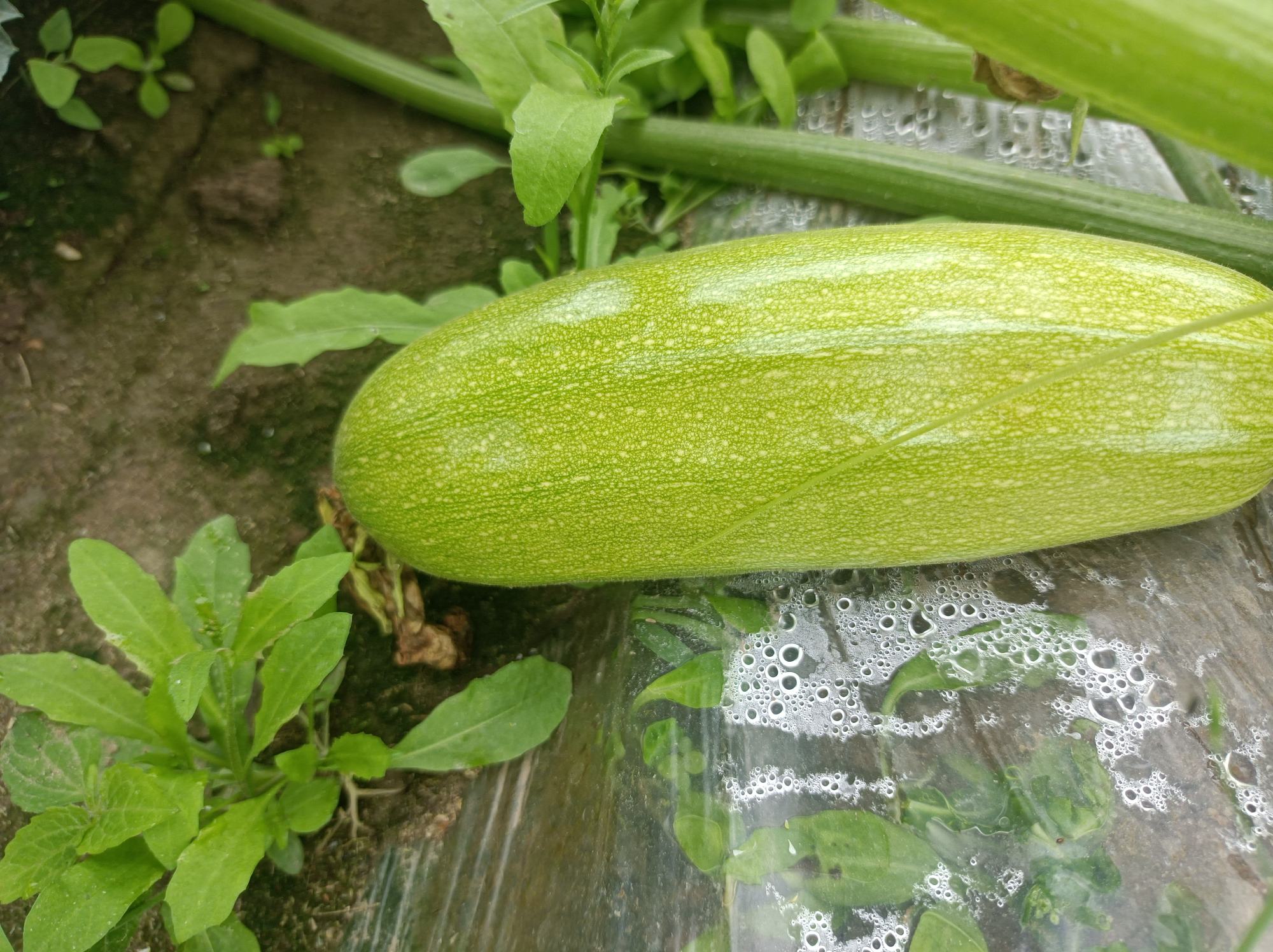 展示黄瓜与西红柿在维生素C、膳食纤维、水分含量等方面的营养对比图表 黄瓜与西红柿营养对比图