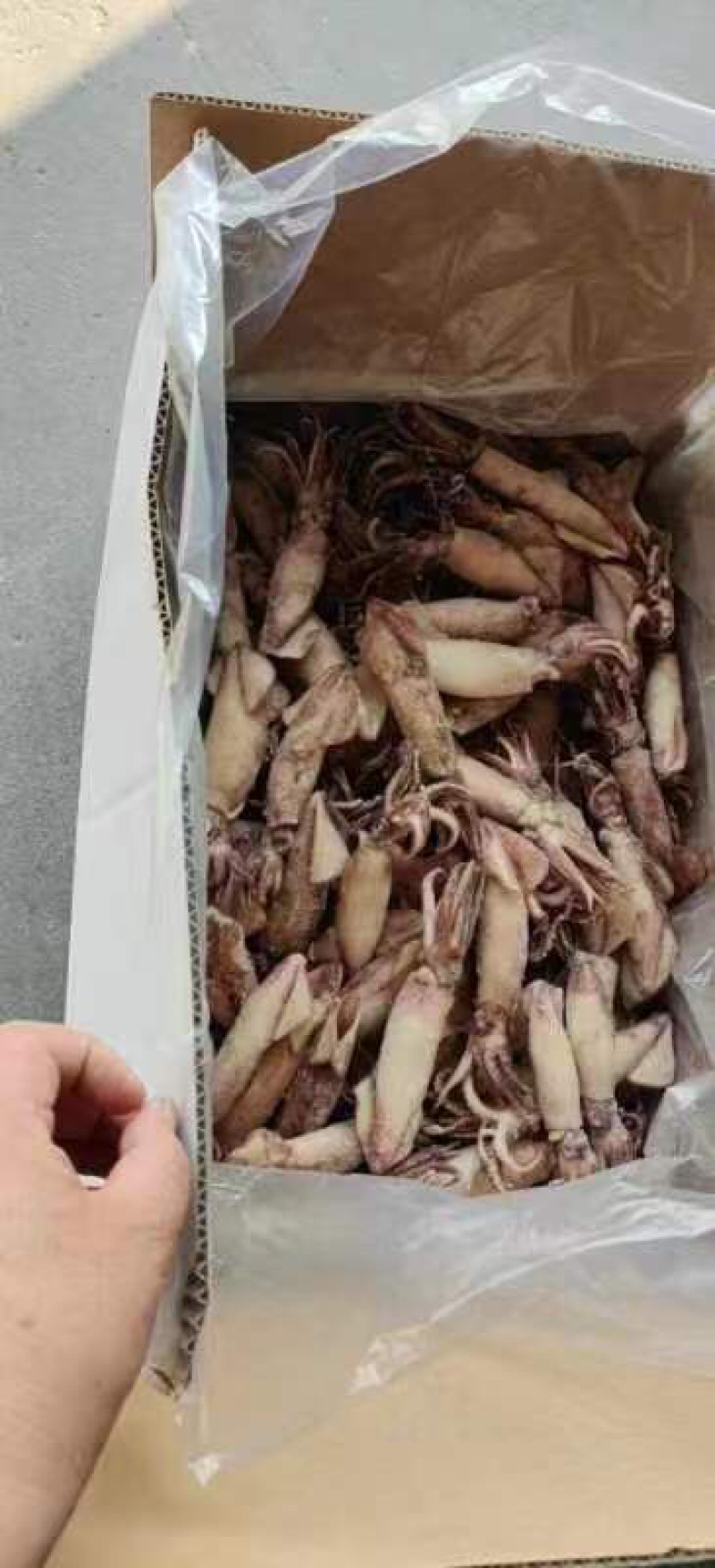 熟冻海兔，，