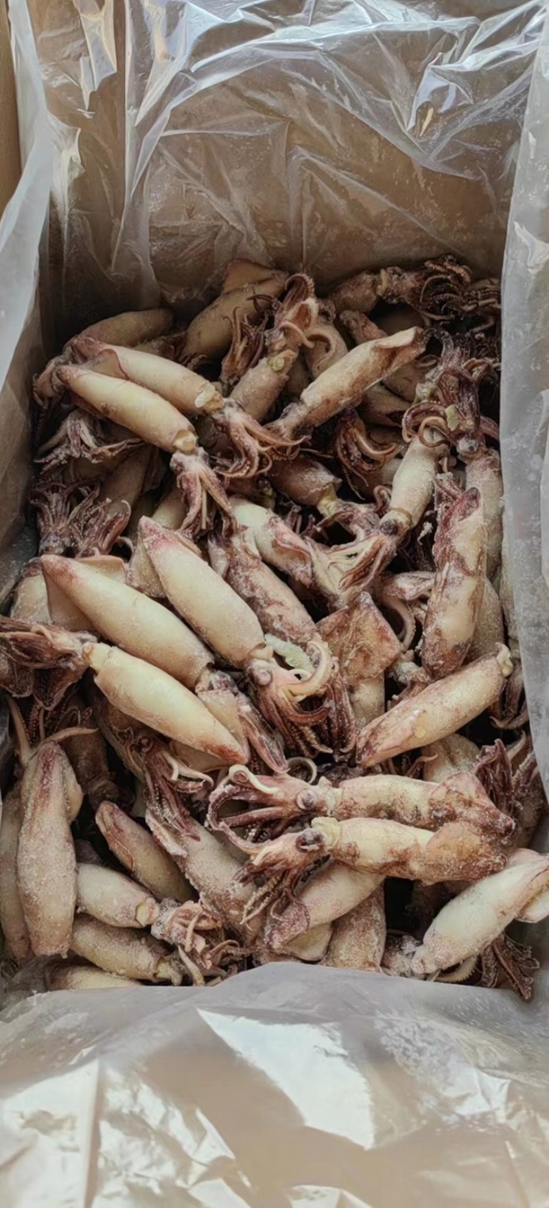 熟冻海兔，，