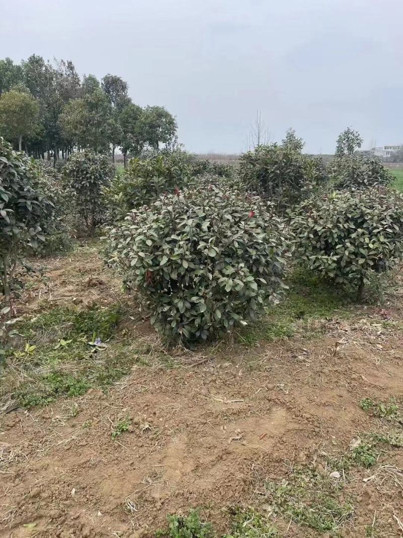 【荐】红叶石楠树石楠球南阳基地大量出货包上车