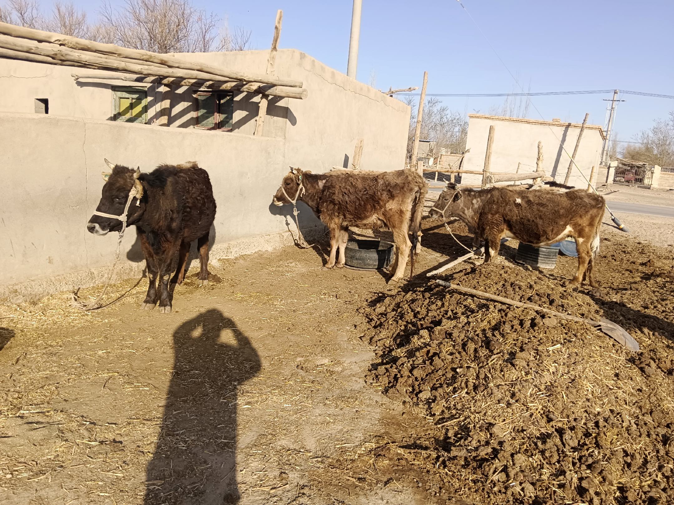 山东省某县级活畜交易市场内,一排经过清洁梳理的山东小矮马被拴在木桩上待售,每匹马旁插有编号牌,买家正在测量肩高并查看牙齿判断年龄,背景可见电子秤和登记台账,体现规范化交易流程 山东小矮马交易市场现场