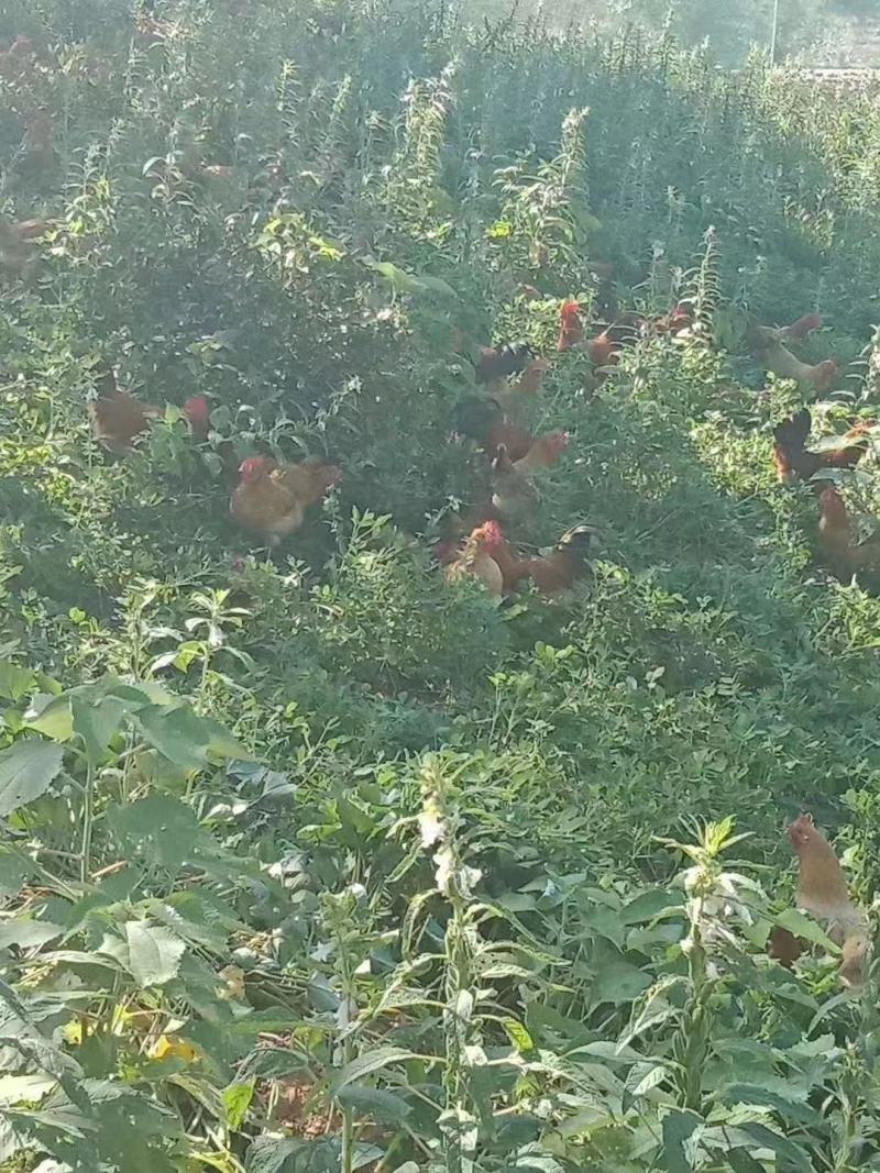 虫草蛋双色蛋厂家批发全国招商量大从优欢迎实地考察合作签订