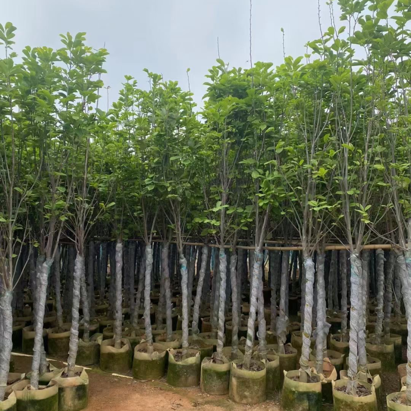 大量现货5至10公分的荷花玉兰有看上的老板联系下小弟