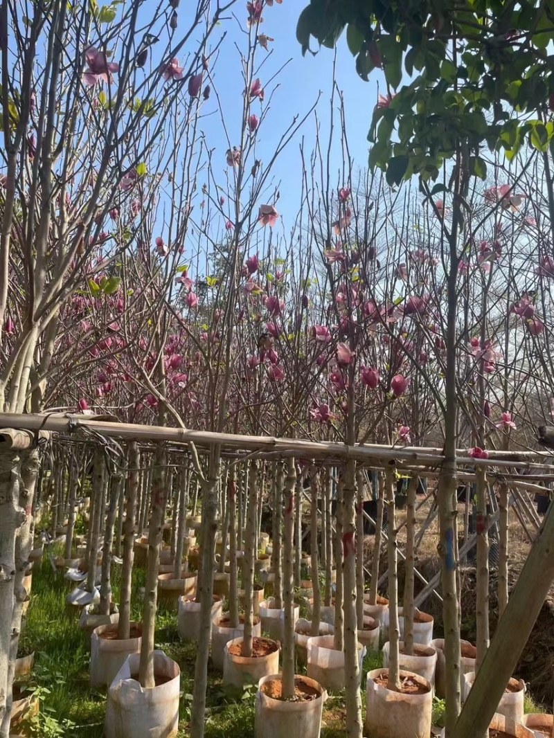 大量现货5至10公分的荷花玉兰有看上的老板联系下小弟