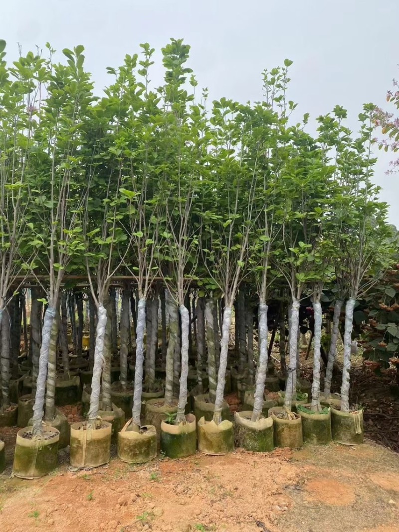 大量现货5至10公分的荷花玉兰有看上的老板联系下小弟