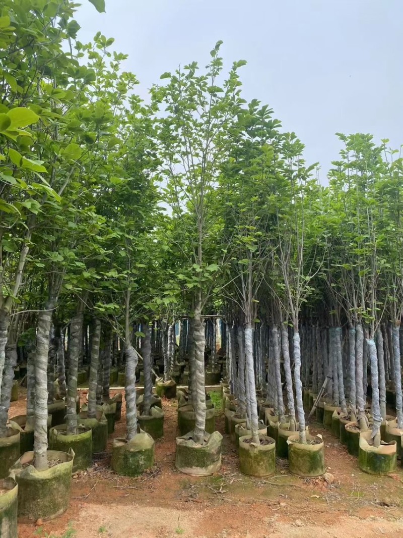 大量现货5至10公分的荷花玉兰有看上的老板联系下小弟