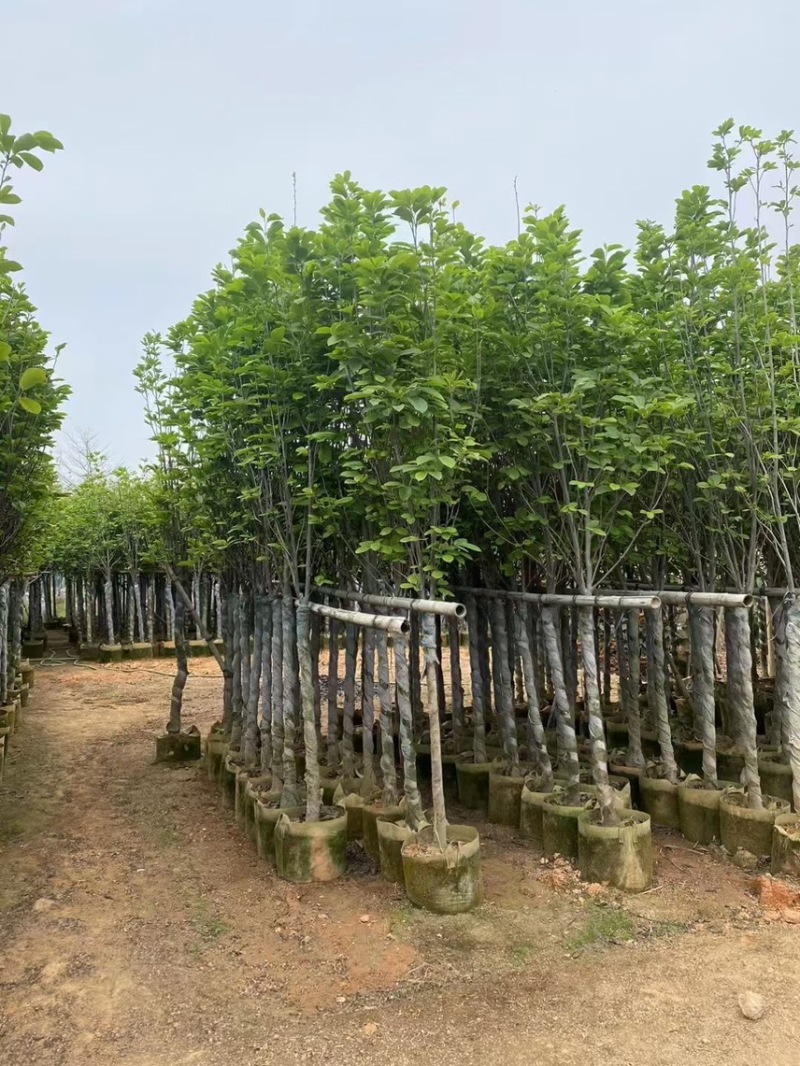 大量现货5至10公分的荷花玉兰有看上的老板联系下小弟