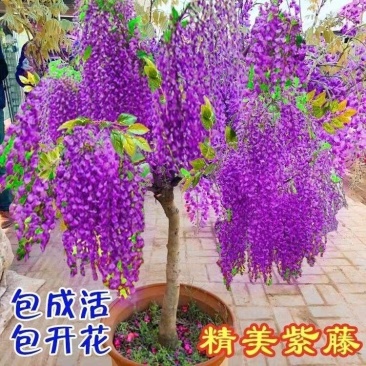 紫藤花树苗爬藤植物庭院围墙四季开花盆栽花苗大小规格都有