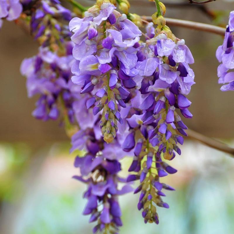 紫藤花树苗爬藤植物庭院围墙四季开花盆栽花苗大小规格都有