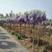 紫藤花树苗爬藤植物庭院围墙四季开花盆栽花苗大小规格都有