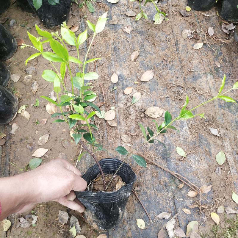 风车茉莉银丝茉莉爬藤茉莉络石藤