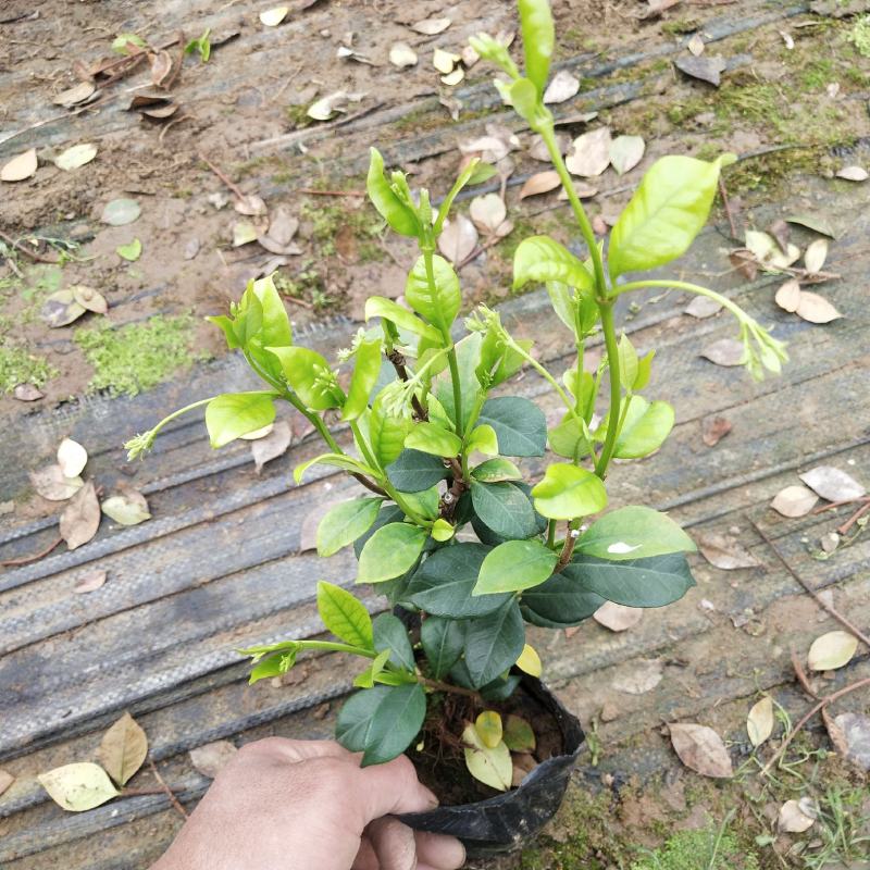 风车茉莉银丝茉莉爬藤茉莉络石藤