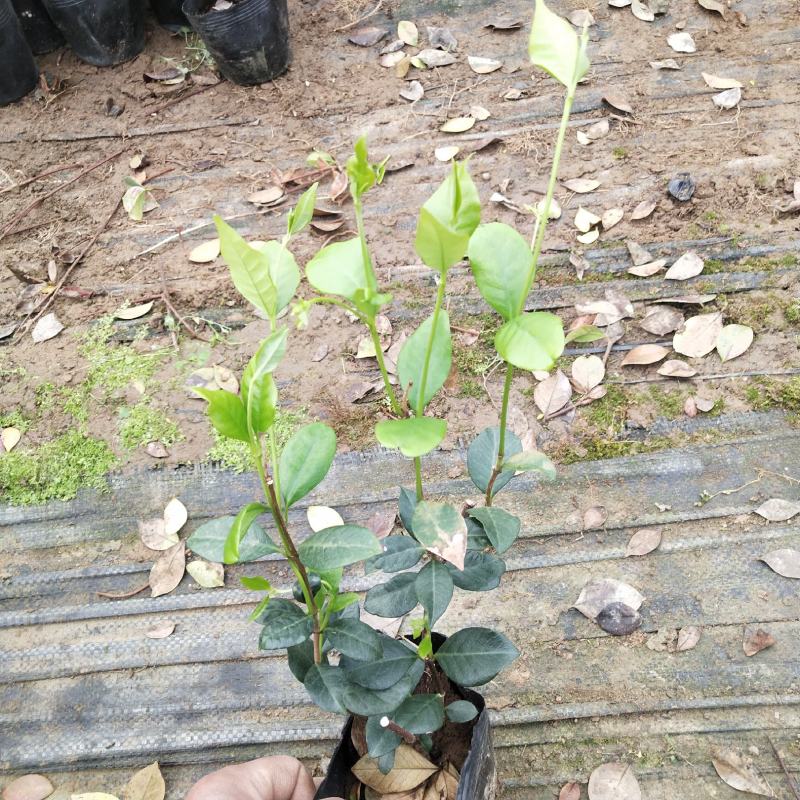 风车茉莉银丝茉莉爬藤茉莉络石藤