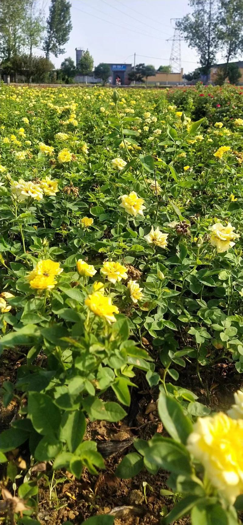 【牛商优选】月季苗木丰花月季杯苗南阳基地量大价低