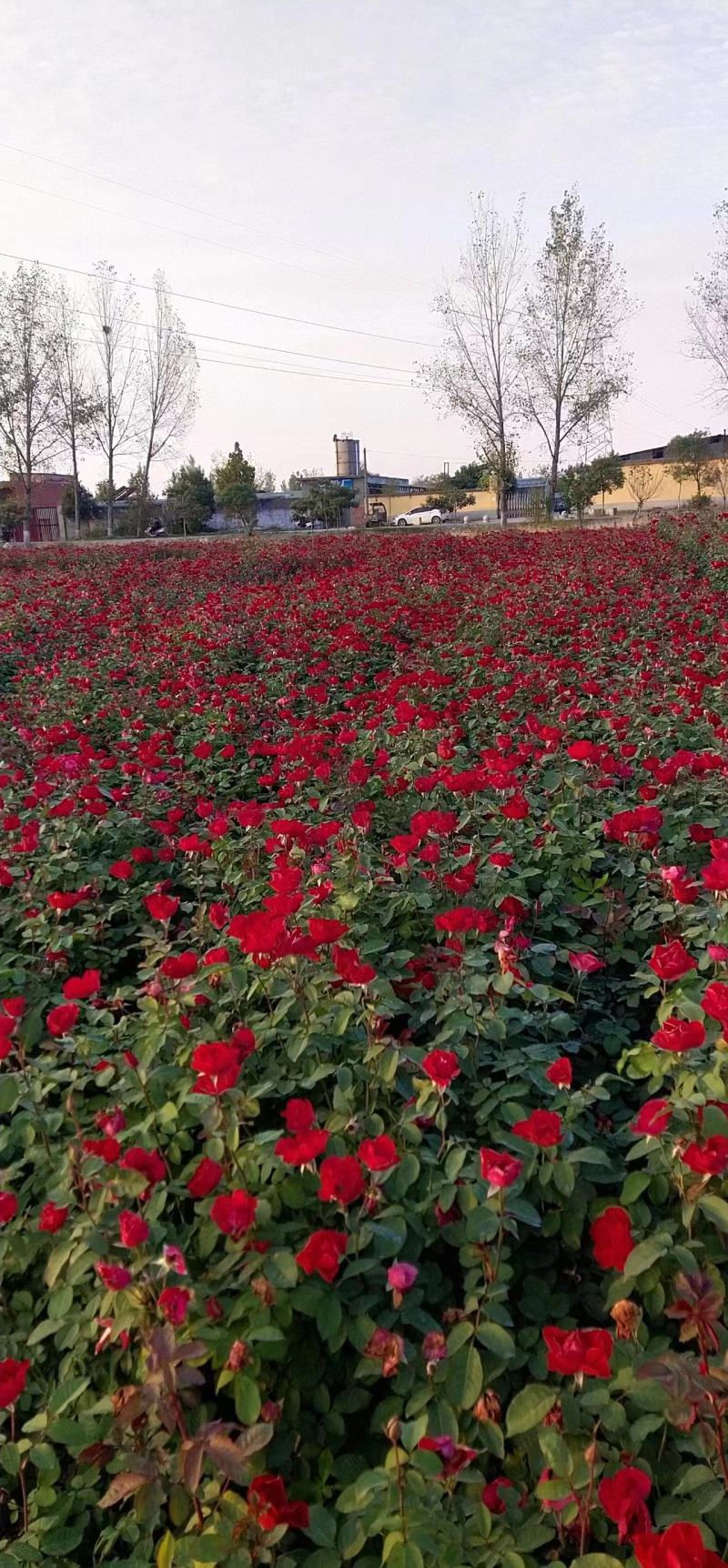 【牛商优选】月季苗木丰花月季杯苗南阳基地量大价低