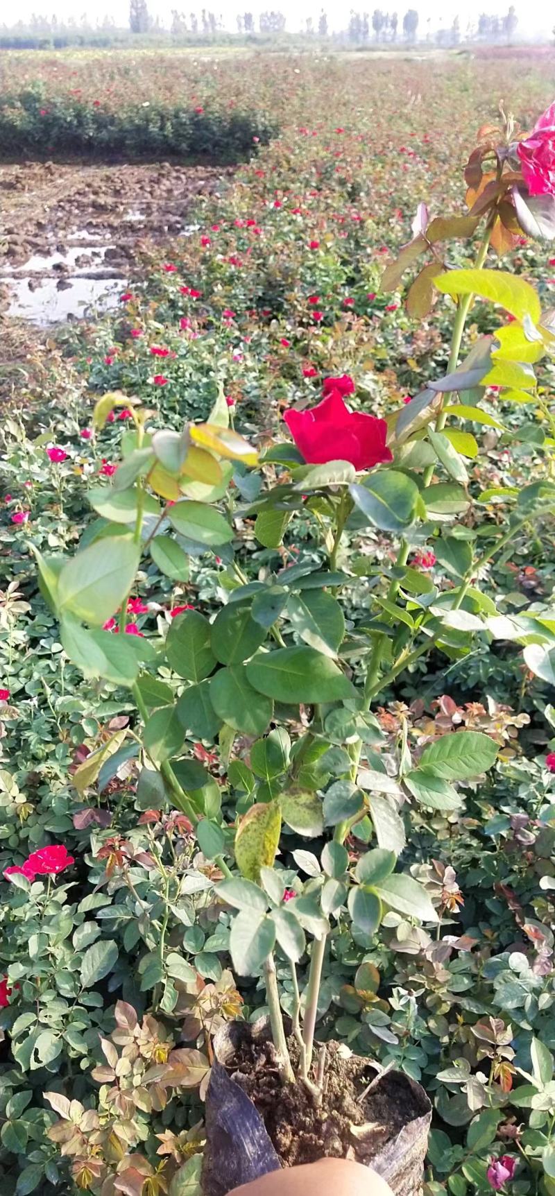 【牛商优选】月季苗木丰花月季杯苗南阳基地量大价低