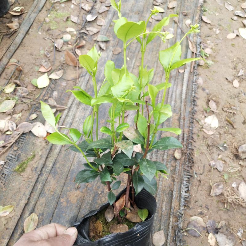 风车茉莉银丝茉莉爬藤茉莉络石藤
