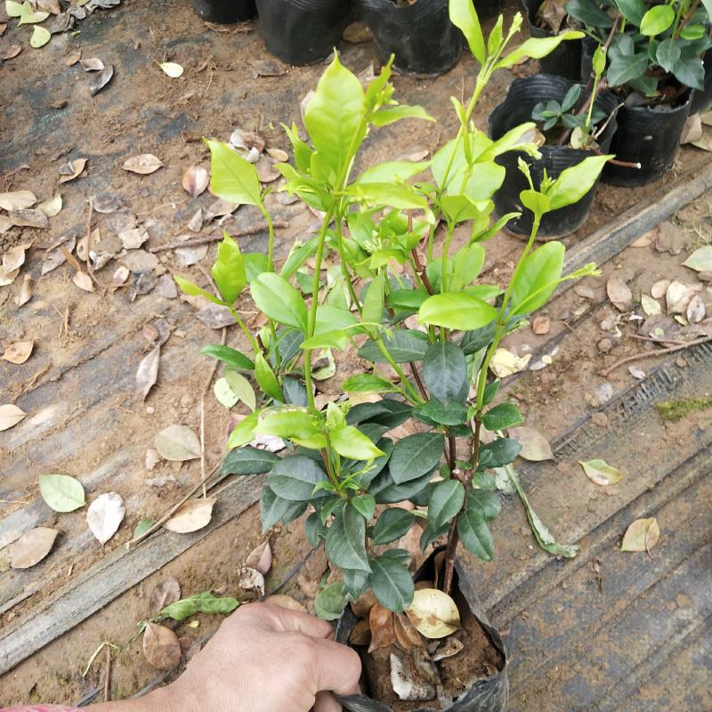 风车茉莉银丝茉莉爬藤茉莉络石藤