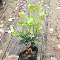 风车茉莉银丝茉莉爬藤茉莉络石藤