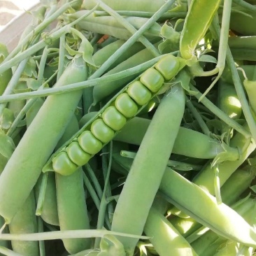 新鲜豌豆荚长寿仁豌豆角中青豌豆米嫩甜豌豆粒湾弯豆