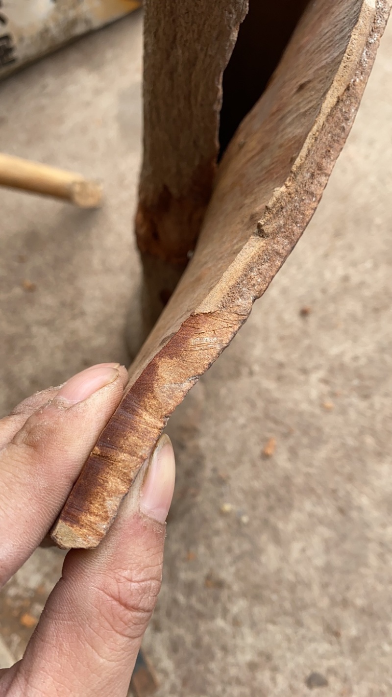桂皮，肉桂，紫油桂