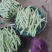 山东青岛平度市崔家集九粒白芸豆大量上市，对接批发，商超，