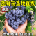 品种蓝莓苗基地直发薄雾兔眼莱克西品种齐全包邮