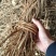 【推荐】广西山区野生五指毛桃（生鲜通货加工）大量有货